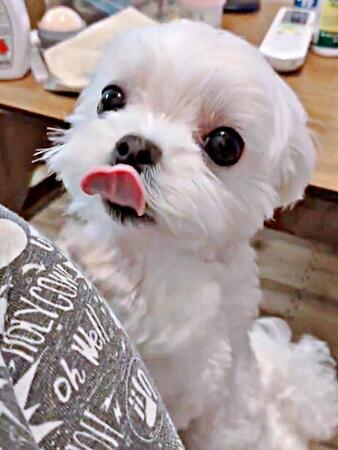 「抱っこして！」 立ち上がってアピールする、るうぼいくん（画像提供：マルチーズのぼい家さん）