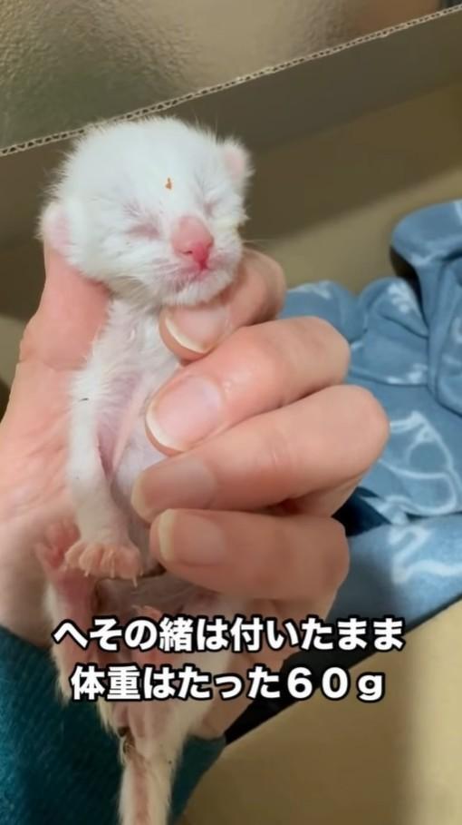 へその緒は付いたまま体重はたった60グラム（凛（Rin）さん提供、Instagramよりキャプチャ撮影）