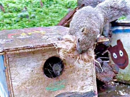 巣材をくわえ、自分の巣箱に戻ってきたクリハラリス。ところが中には来訪者がいて！？（画像提供：NPO法人町田リス園 公式）