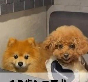 エプロン姿のシニア犬が、お肉を見つめながらブルブルと縦揺れ！？（「먹순이 미엘-犬連れ韓国旅行🇰🇷」さん提供、Instagramよりキャプチャ撮影）