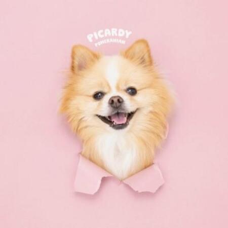 「完璧な仕上がり」 プロフィール画像になったピカルディくんの写真（画像提供：ポメのピカルディさん）
