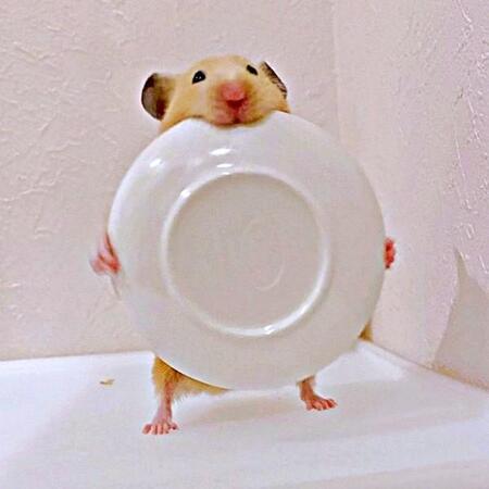 嘘でしょ！？  お皿を持って仁王立ちするムギちゃん（画像提供：うまハムさん）