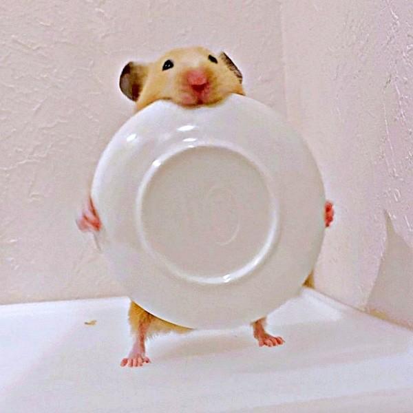 嘘でしょ！？  お皿を持って仁王立ちするムギちゃん（画像提供：うまハムさん）