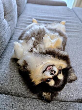 へそ天になってニコッ！ 笑顔がかわいいみつばちゃん（画像提供：みつばさん）