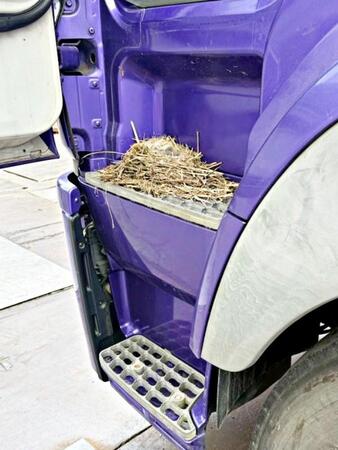 トラックの助手席に造られた巣にセグロセキレイのヒナたちがーー（画像提供：限界1or8副代表アツシさん）