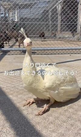 園の入り口近くでお出迎え中／長崎県川棚町公式アカウント（@kawatana_official）提供