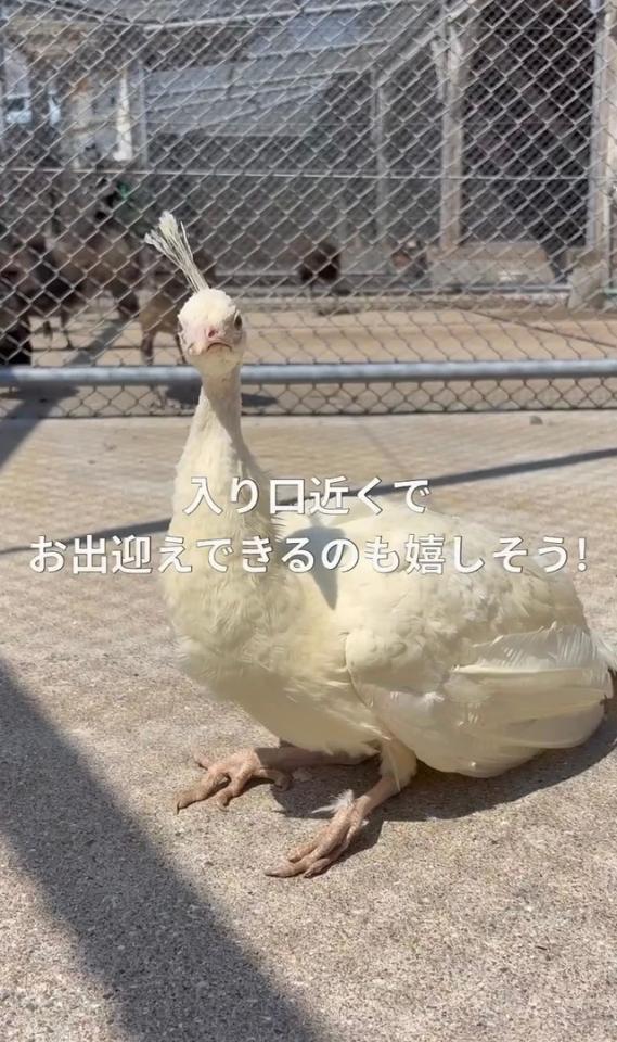 園の入り口近くでお出迎え中／長崎県川棚町公式アカウント（@kawatana_official）提供