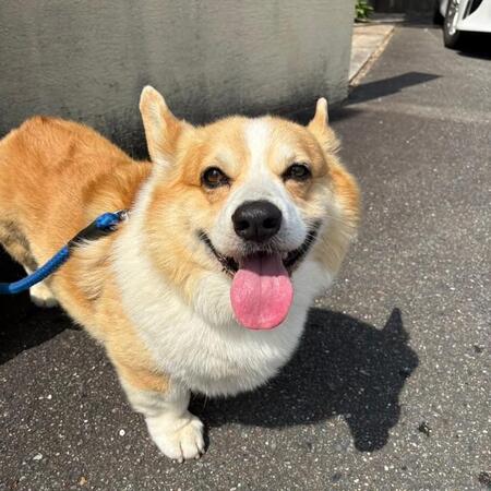 うたくんが大好きなお出かけ！この後病院が待っている運命とは知らず…／さんた＆うたさん（@CorgiLocal）提供