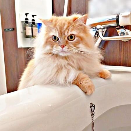「水に浸かってる！？」 飼い主さんをガン見するみつきさん（画像提供：みつきさん）