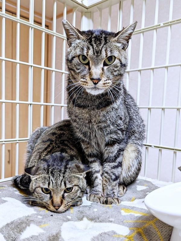 地域猫から家猫へ。一緒に保護された（左から）紬ちゃん、陽縁ちゃん（画像提供：つばきさん）