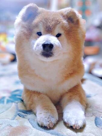 「ぴょんぴょん走り」を披露した柴犬のゆりちゃん（画像提供：しばゆりさん）
