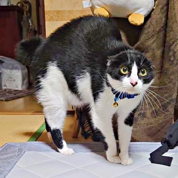 「誰だ！？」 早起きした飼い主を訝しむウシくん（画像提供：ヤギ ウシさん）