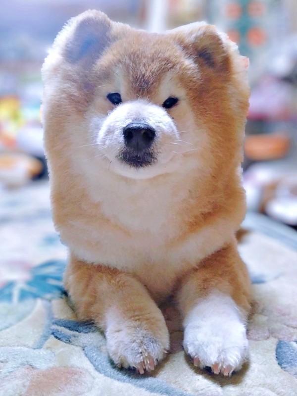 「ぴょんぴょん走り」を披露した柴犬のゆりちゃん（画像提供：しばゆりさん）
