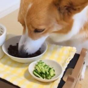 三角食べをするワンちゃん（飼い主さん提供）