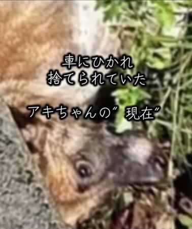 「かなり高齢なのでは」と思ったほど衰弱していた（岡本裕二さん提供、Instagramよりキャプチャ撮影）