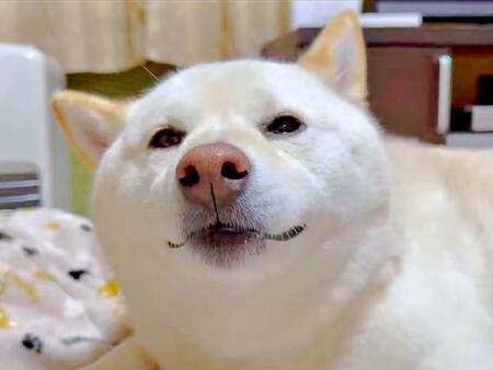 【ビフォー写真】真顔のはるちゃん。「お兄ちゃんが泊まる」と知った瞬間、変化がーー（画像提供：白柴犬はるさん）