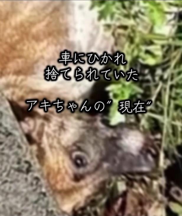 「かなり高齢なのでは」と思ったほど衰弱していた（岡本裕二さん提供、Instagramよりキャプチャ撮影）