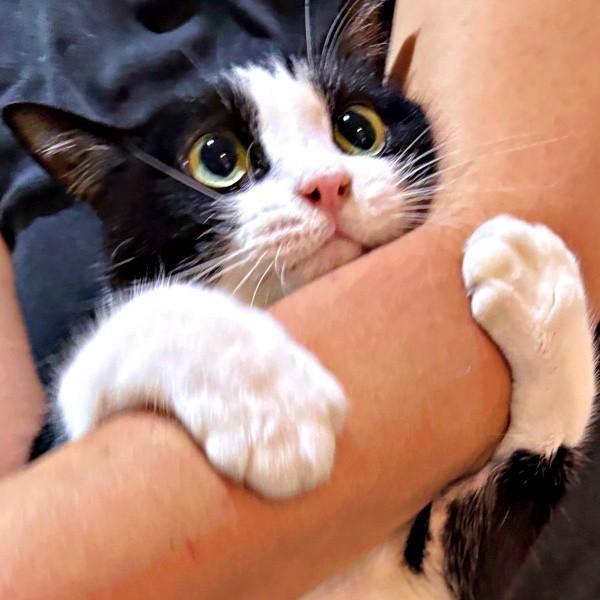 飼い主さんに腕をつかんで甘えるBiBikoちゃん（画像提供：ウチのBiBikoさん）