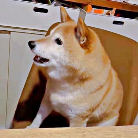 「おやつ、ちょうだい」 アピールするゆずさん。日々のルーティンに変化が！？（画像提供：ゆず9 ぽんず6さん）