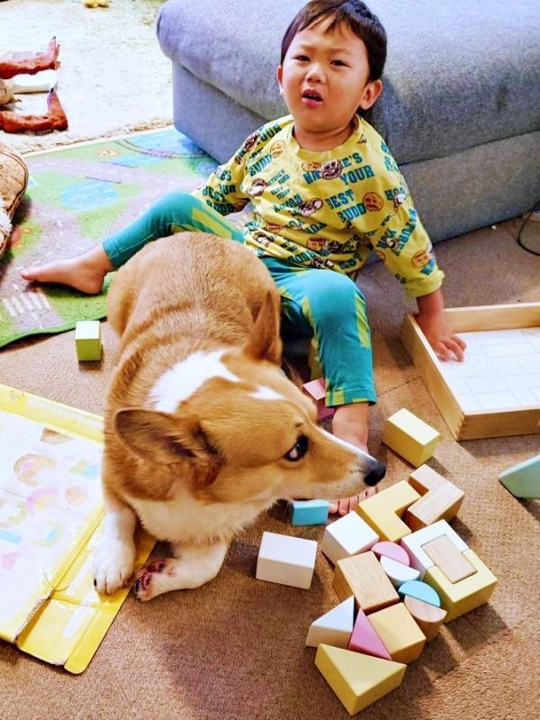 積み木で遊ぼうとしたらーーどーんと座り込んだどんちゃん（画像提供：むへむへさん）