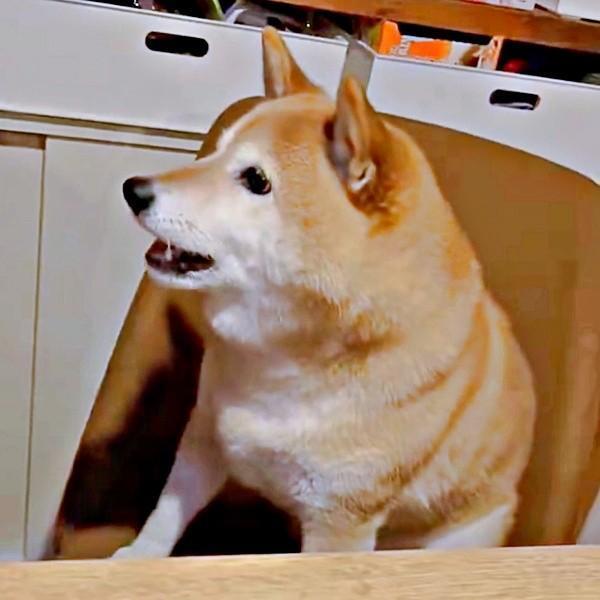「おやつ、ちょうだい」 アピールするゆずさん。日々のルーティンに変化が！？（画像提供：ゆず9 ぽんず6さん）