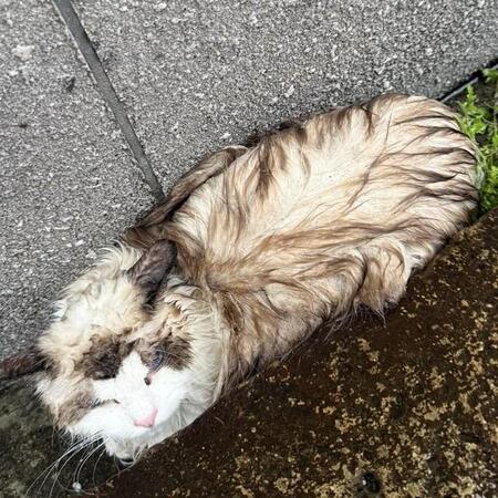 雨の溝でうずくまっていた“毛玉”を保護（宮尾さん提供）