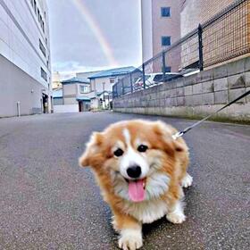 遠くに虹がーーしゃがむと近寄って来たサスケくん（画像提供：サスケ（フラッフィーコーギー）さん）
