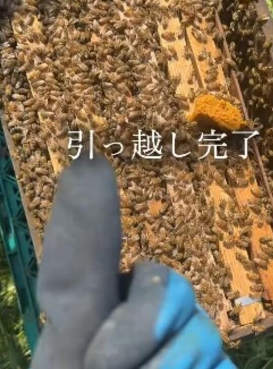 大量のミツバチを手で「わっさー」　借金1億円の農家を継いだ女性　枝から巣箱へ振り落とす姿に「かっこいい」「むちゃくちゃすごい」