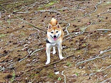 フェスでぽつんーーもにちゃんが人混みを背に向かったのは！？（画像提供：しょんぼり顔のもにさん）