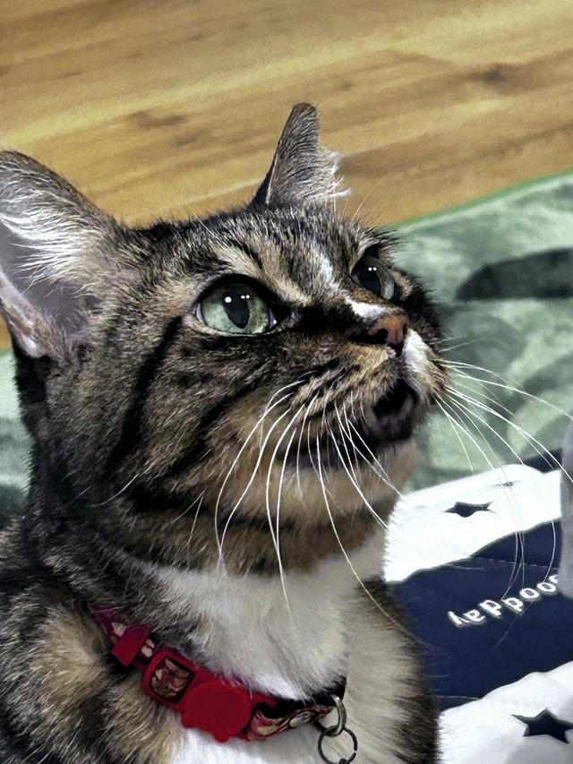 東日本大震災の直後に保護され、15年間家族を癒やし続けた愛猫・さくらちゃん。5月19日に虹の橋を渡った（「首フリフリ♪」さん提供）