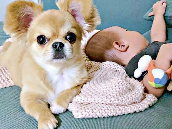 小さな弟の「お姉さん」になったハナちゃん（画像提供：うわうわ犬のハナさん）