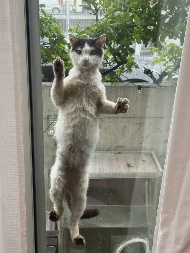 【ビフォー写真】お外にいたころのごまちゃん。突然、庭に現われた（猫沼さん提供）