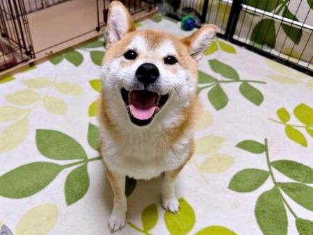 にこにこ笑顔がキュートなリクくん（画像提供：柴犬リクさん）