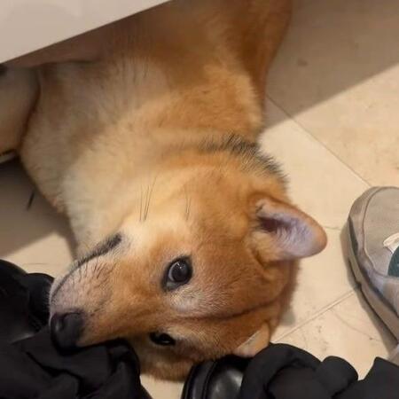 靴箱の下で寝るのがお気に入りの柴犬つくねちゃん（飼い主さん提供、Instagramよりキャプチャ撮影）
