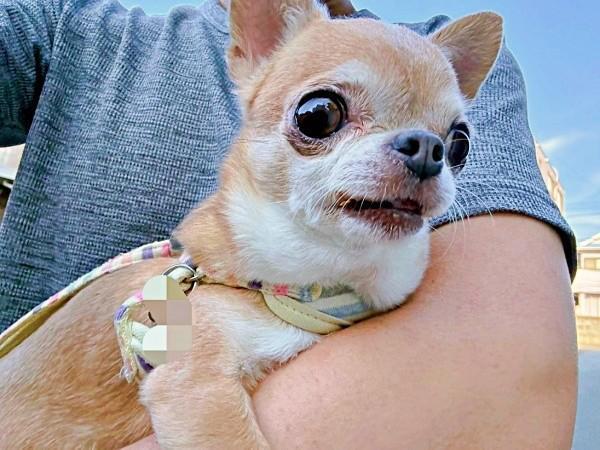 おばあちゃんを見て尻尾フリフリ！ スムースコートチワワのりるちゃん（画像提供：スムースチワワ すぅとりるさん）