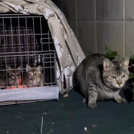 まるで子猫を守っているみたい（画像提供：MIKIMOKOさん＝画像をトリミングしています）