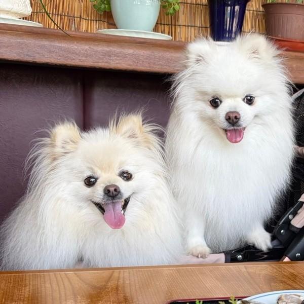 外出先で目を輝かせる（左から）ししまるくん、らんまるくん（画像提供：ポメラニアン ししまる らんまるさん）