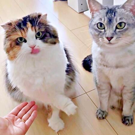 「お手」しません！ ひょいとよけるこむぎちゃん、じっと待つてぃびちゃん（画像提供：夫と猫。嫁による観察日記さん）