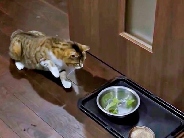 「何だこれ！？」  思わずフリーズするチビちゃん（画像提供：いくどんさん）