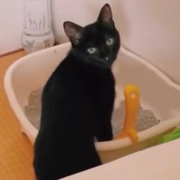 掃除後の砂も厳しくチェック（画像提供：cats5_hachiさん）