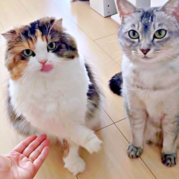 「お手」しません！ ひょいとよけるこむぎちゃん、じっと待つてぃびちゃん（画像提供：夫と猫。嫁による観察日記さん）