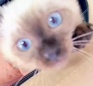 八百屋さんで子猫が2万円！？(よりパパさん提供、Instagramよりキャプチャ撮影)※画像はトリミングしています