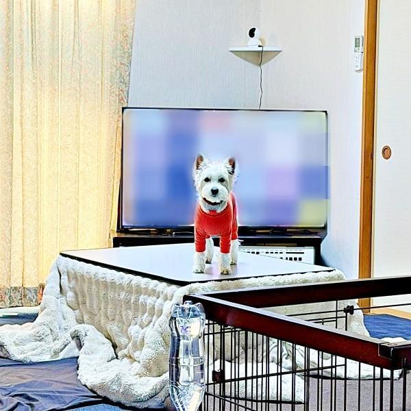 テーブルの上でじっとこちらを見つめるユキちゃん（画像提供：ユキちゃんのお姉様さん）