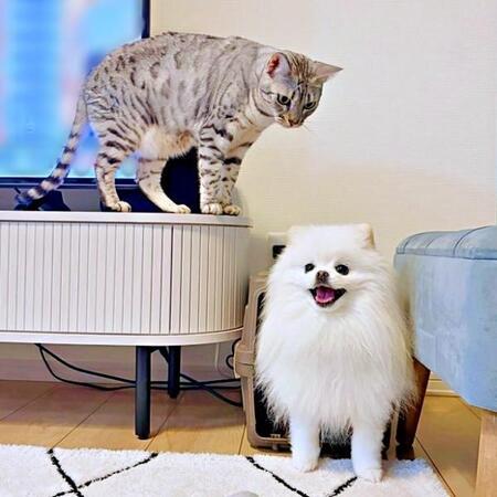 クレートから出てきたこめたくんを頭上から狙ううにちゃん（画像提供：おこめ屋さん）