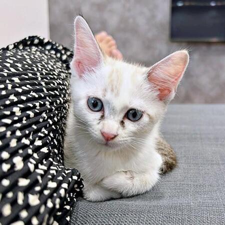 子猫時代、「ニャー」と鳴いていたおくらちゃんに変化が（画像提供：soranohiさん）