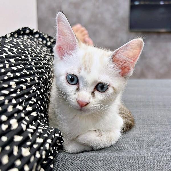 子猫時代、「ニャー」と鳴いていたおくらちゃんに変化が（画像提供：soranohiさん）