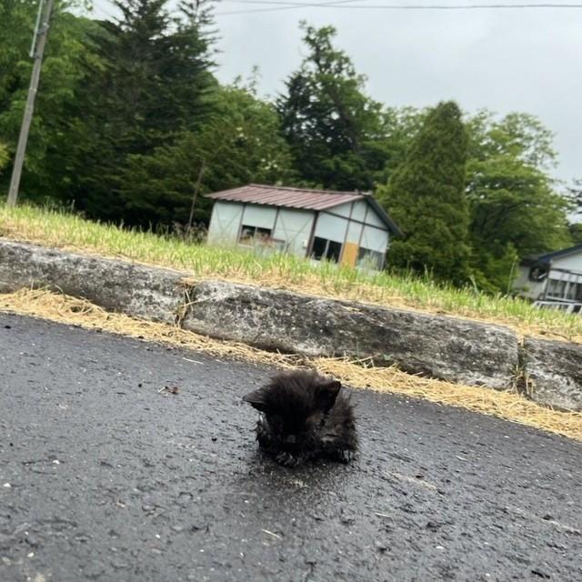 小雨が降る朝、アスファルトの上で動けなくなっていた小さな子猫（「【公式】カルルス温泉 鈴木旅館」さん提供）