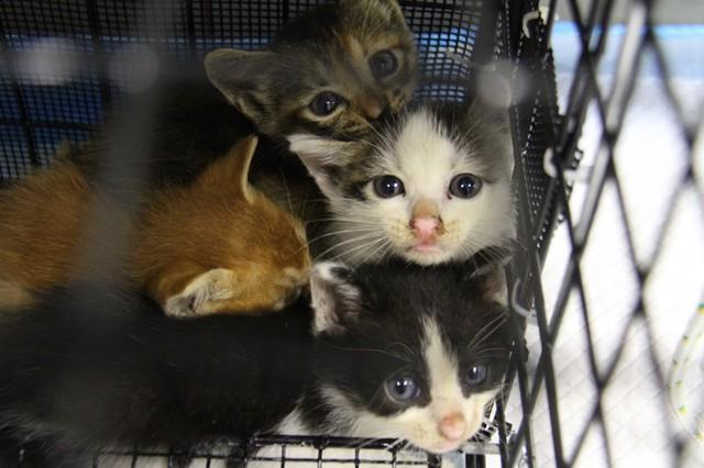公益財団法人どうぶつ基金が、5万筆を超える署名とともに「イエネコ（飼い猫・野良猫・ノネコ）を防除推進外来種にしないよう求める」要望書を環境大臣に提出していた（どうぶつ基金提供）