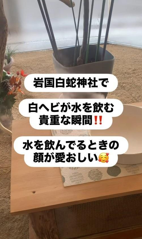 岩國白蛇神社で白ヘビが水を飲む貴重な瞬間とは…！？（「𝑺𝑯𝑼𝑵𝑺𝑲」さん提供、Instagramよりキャプチャ撮影）