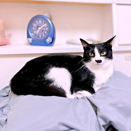 飼い主さんの枕の上でくつろぐ依灯ちゃん（画像提供：猫又ちぐらさん）